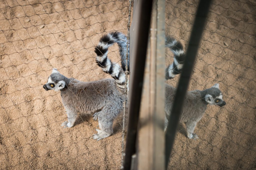 Ring-tailed lemur for an article on Bronx Zoo photo tips