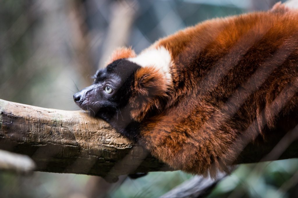 Red ruffed lemur for an article on Bronx Zoo photo tips