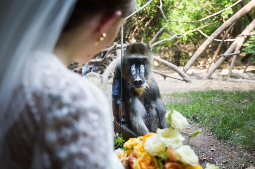 Bride and groom portraits for a Bronx Zoo wedding