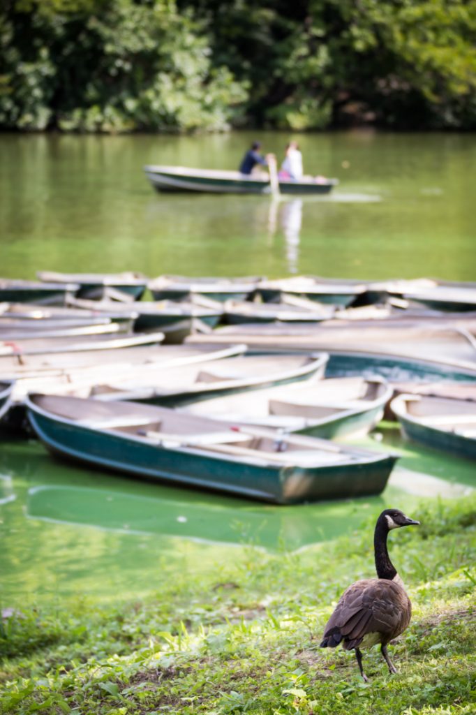 Rowboats and goose for an article on a Central Park lake proposal