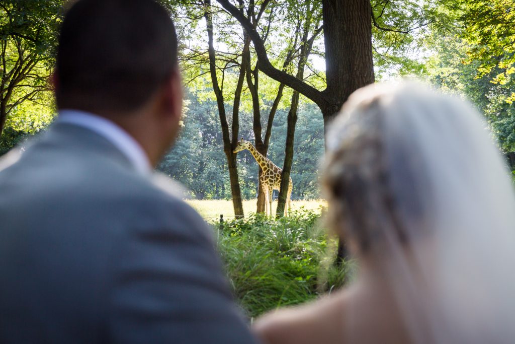 Bride and groom watching giraffe at a Bronx Zoo wedding