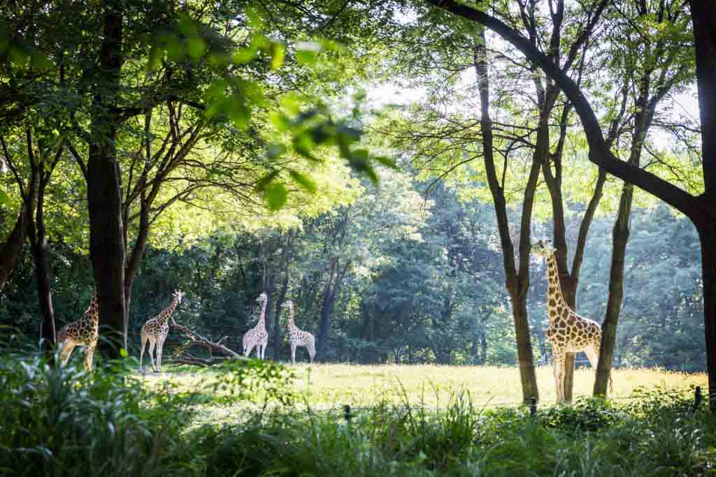 Giraffes at a Bronx Zoo wedding