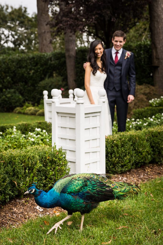 Peacock in garden with bride and groom in background