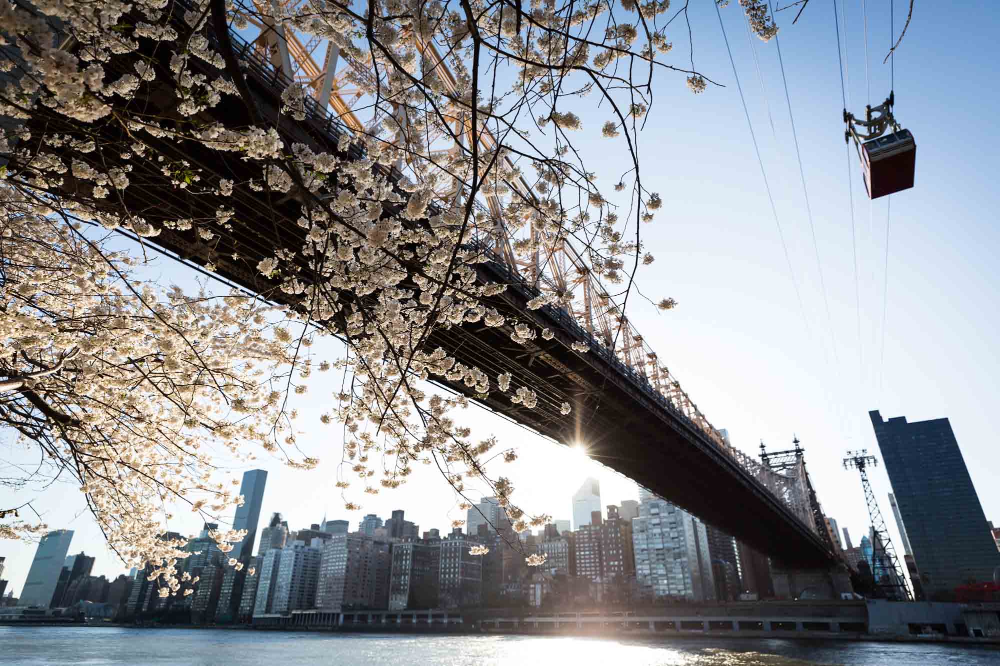 Roosevelt Island cherry blossoms for an article on cherry blossom photo tips