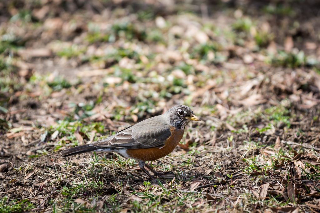 Close up of robin on ground