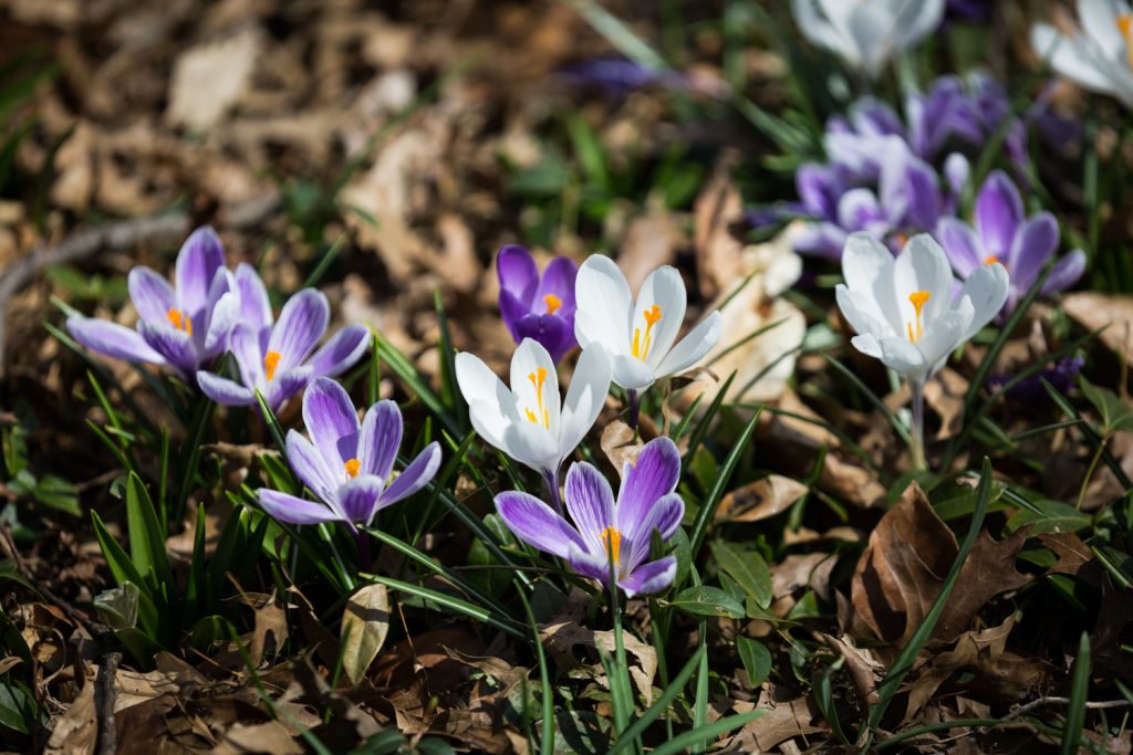 Close up on blooming purple and white crocus flowers