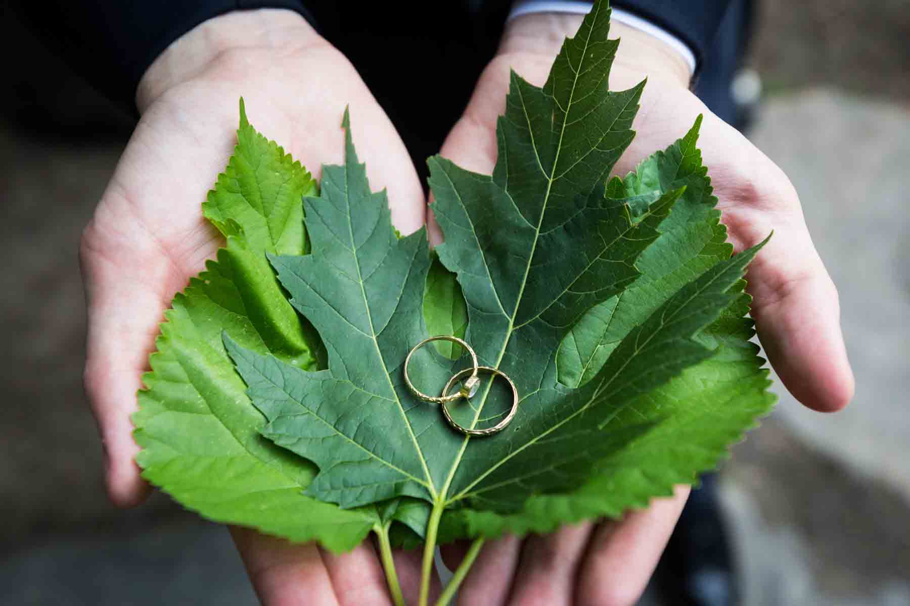 Wedding rings on leaves for an article entitled, ‘Do you need a permit to get married in Central Park?’