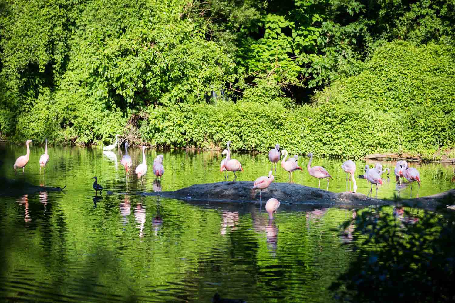 Flamingos in pond for an article on Bronx Zoo wedding venue updates