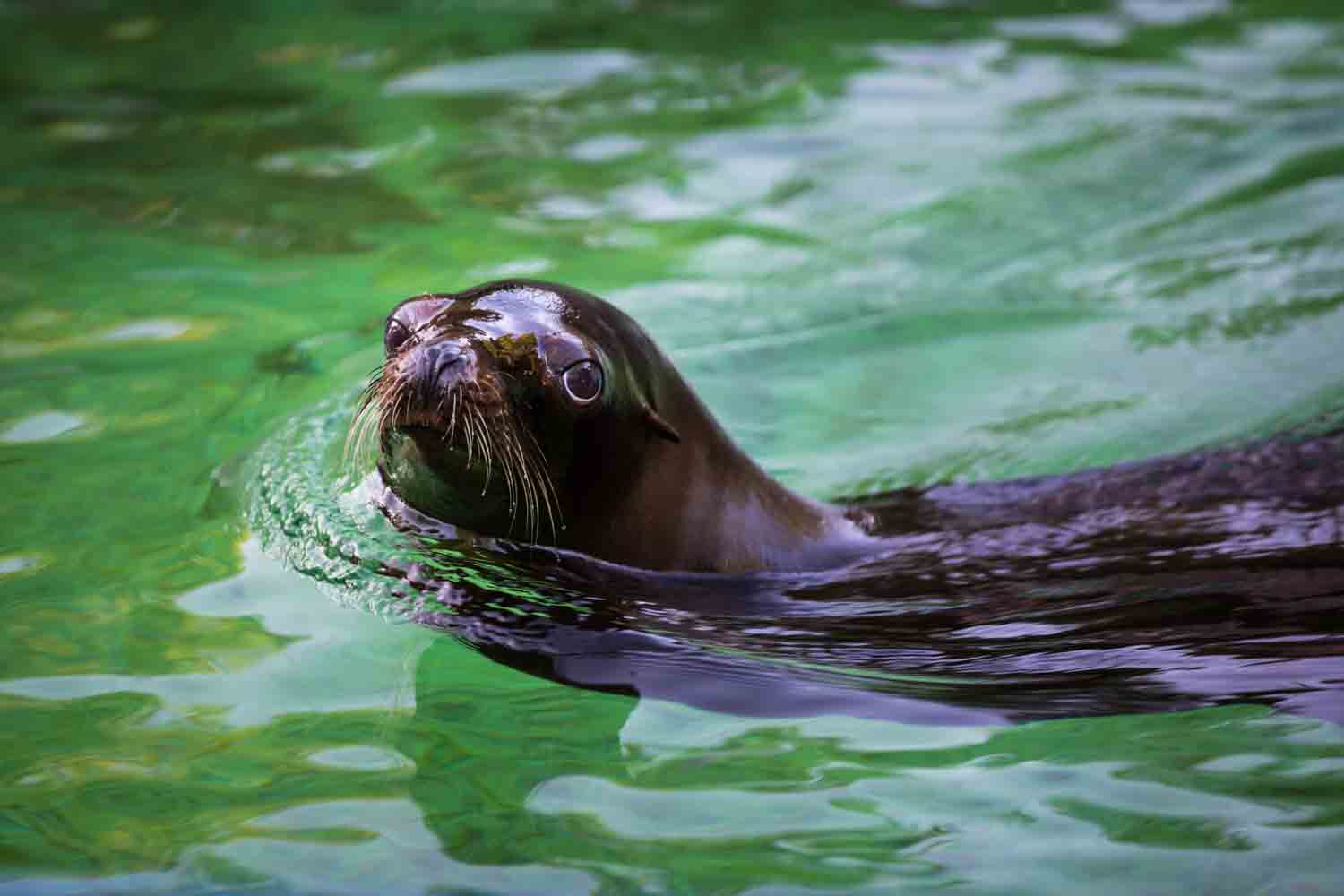 Seal in water for an article on Bronx Zoo wedding venue updates