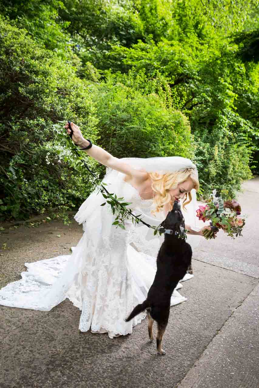 Bride and jumping dog at a Central Park Conservatory Garden wedding