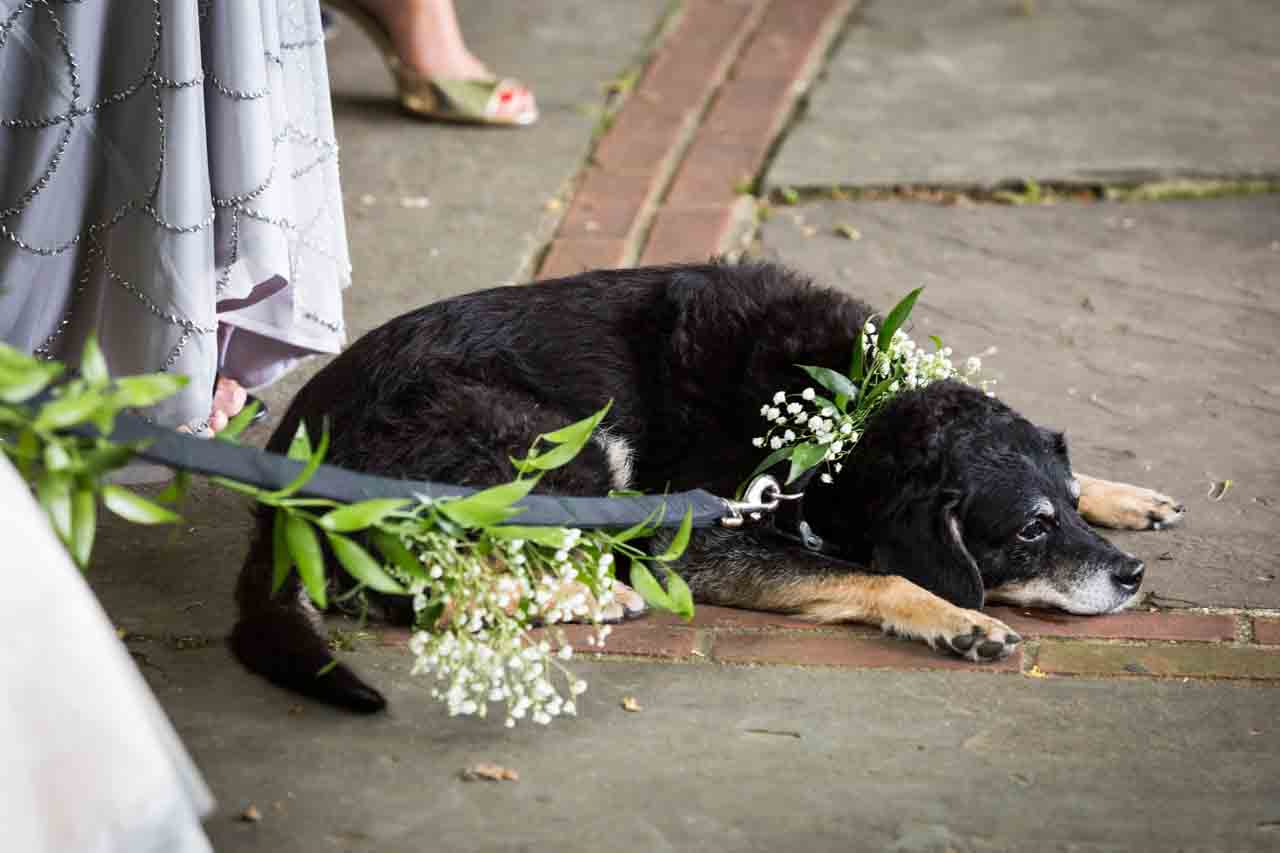 Dog with flowered leash at a Central Park Conservatory Garden wedding