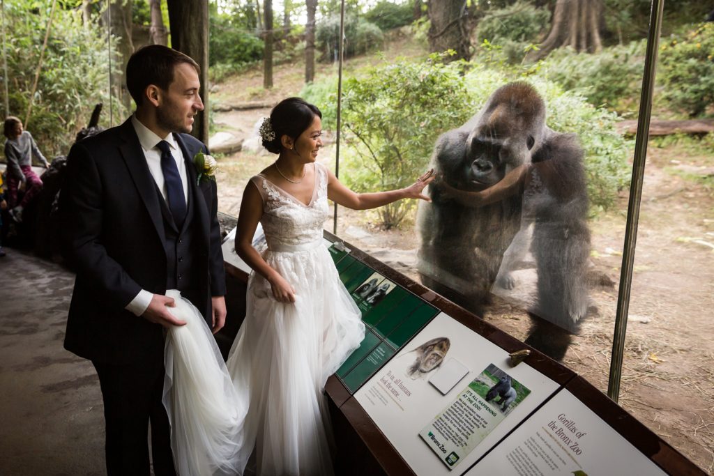 Bride and groom touching glass of gorilla exhibit for Bronx Zoo wedding photos