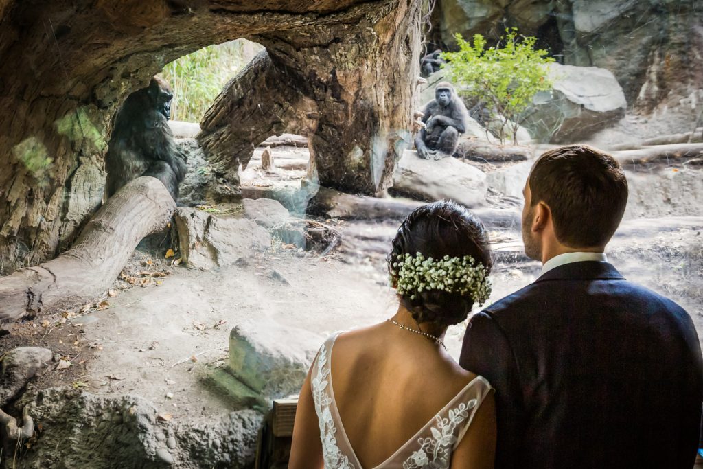 Bride and groom watching gorillas in Congo Gorilla Forest exhibit