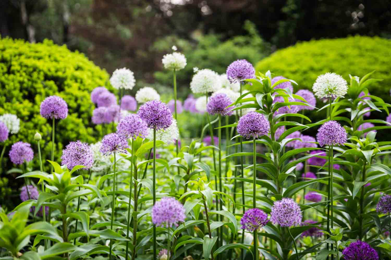 Purple and white flowers in Central Park Shakespeare Garden