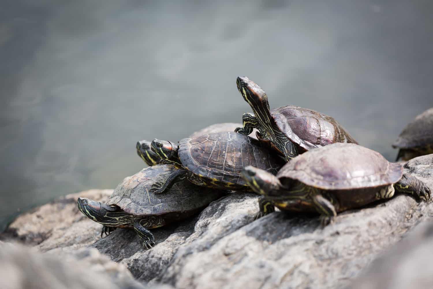 Four turtles sunning on a rock