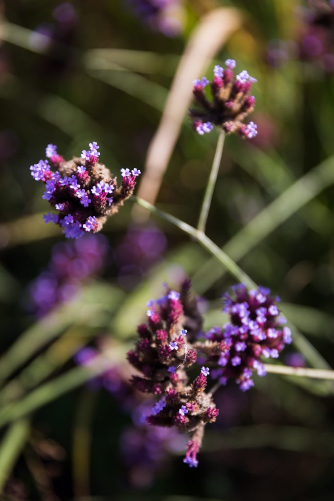 Purple flowers for an article on visiting Green-Wood Cemetery