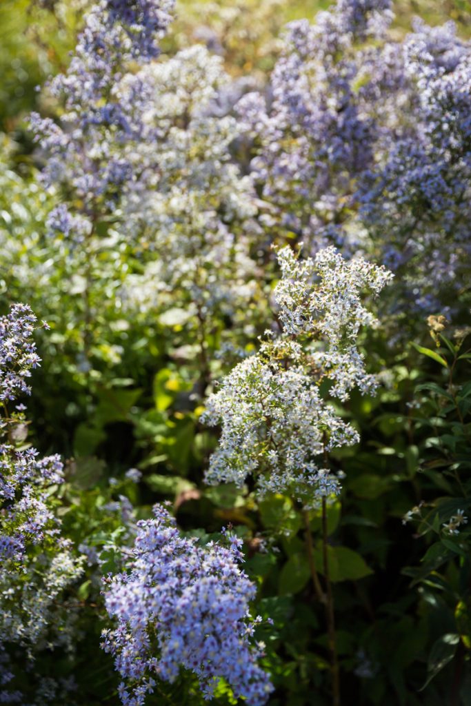 Blooming white flowers in Green-Wood Cemetery