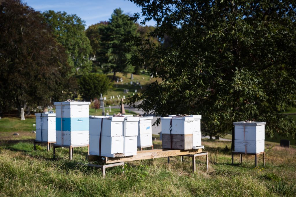 Apiary for an article on visiting Green-Wood Cemetery