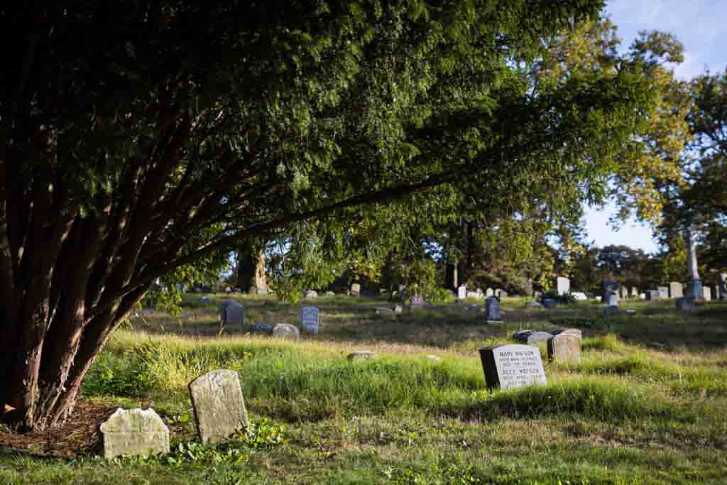 Graves underneath tree for an article on visiting Green-Wood Cemetery