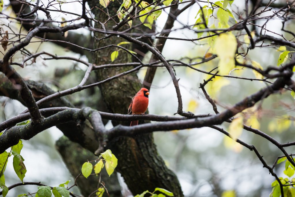 Red robin resting on tree branch in Fort Tryon Park