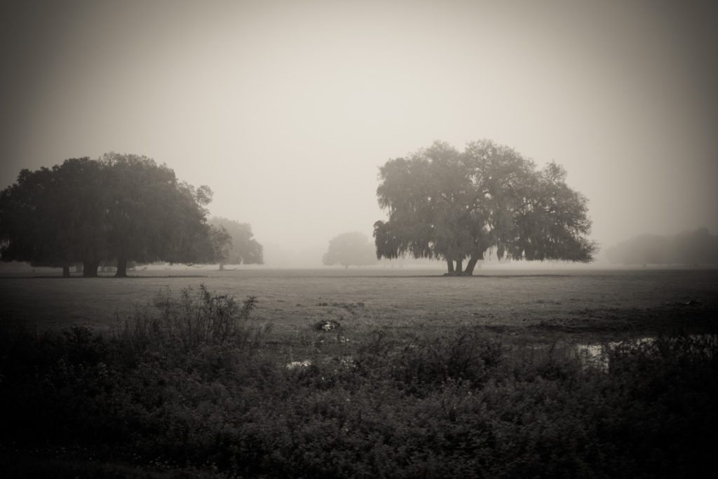Trees shrouded in fog