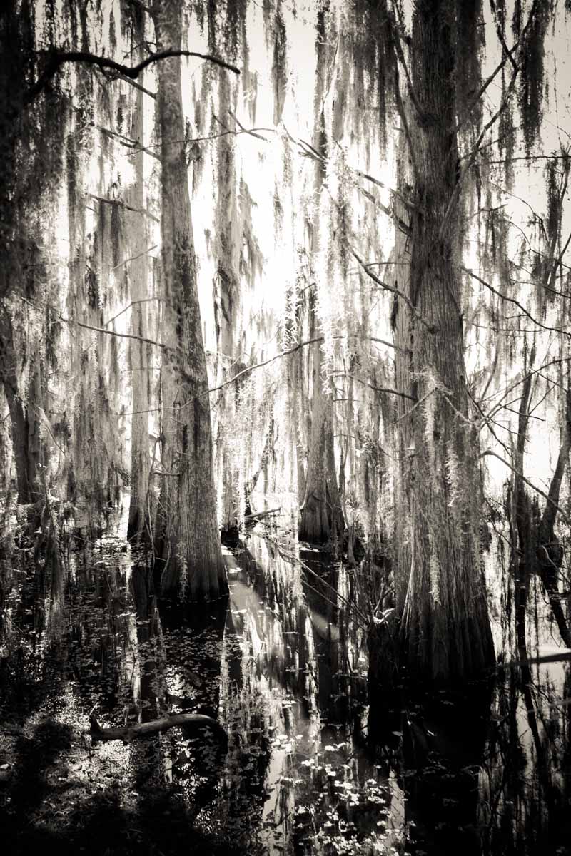 Trees in the swamp at Circle B Bar Reserve