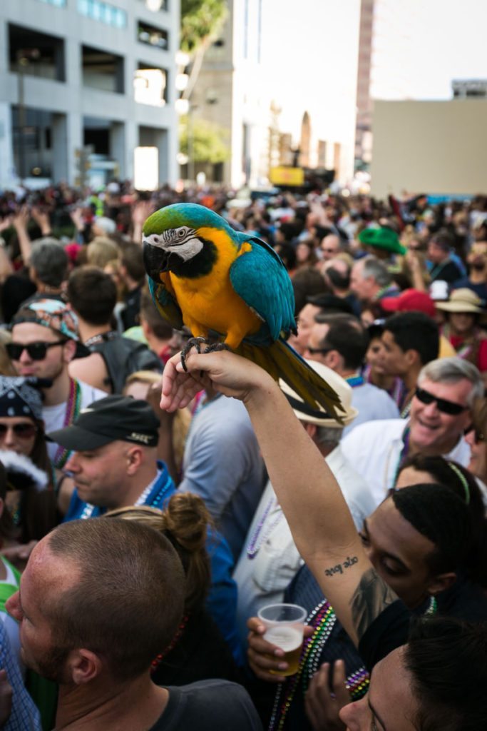 A parrot at a pirate parade, of course, by NYC photojouralist, Kelly Williams