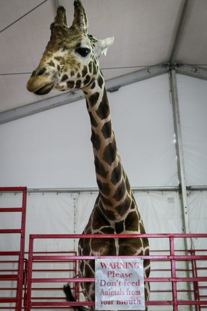 Twiggs the giraffe at the Florida State Fair, photographed by NYC photojournalist, Kelly Williams.