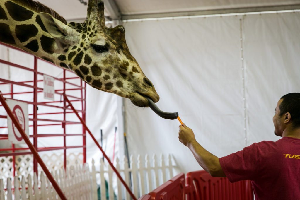 Feeding Twiggs the giraffe at the Florida State Fair, photographed by NYC photojournalist, Kelly Williams.