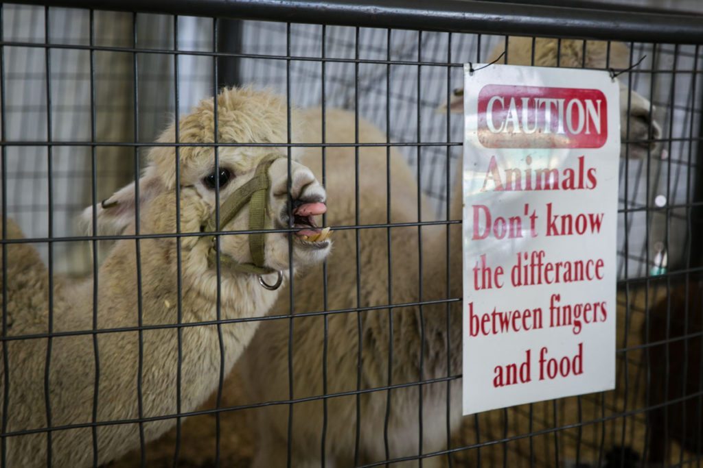 A llama at the Florida State Fair, photographed by NYC photojournalist, Kelly Williams.