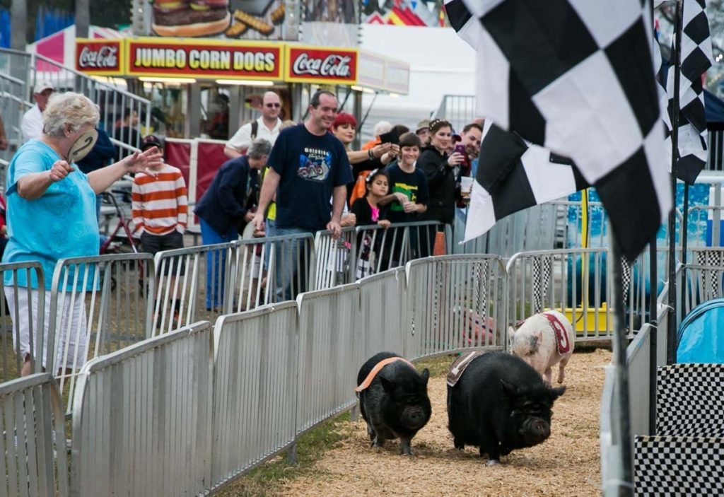 Pig racing at the Florida State Fair, photographed by NYC photojournalist, Kelly Williams