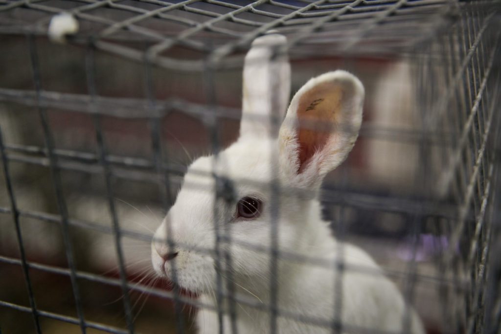 Rabbits at the Florida State Fair, photographed by NYC photojournalist, Kelly Williams