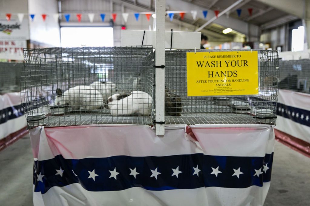 Rabbits at the Florida State Fair, photographed by NYC photojournalist, Kelly Williams