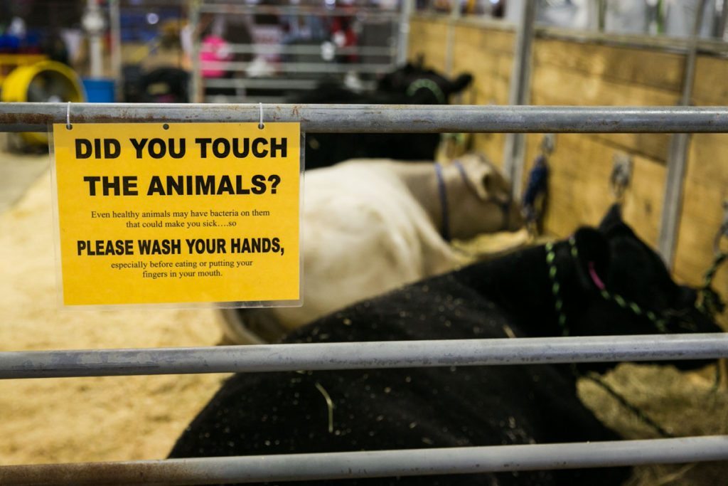 Cattle at the Florida State Fair, photographed by NYC photojournalist, Kelly Williams