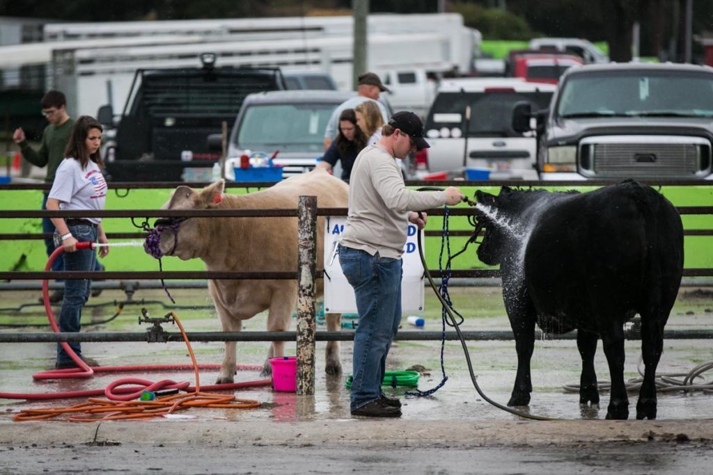 Cows being washed at the Florida State Fair, photographed by NYC photojournalist, Kelly Williams