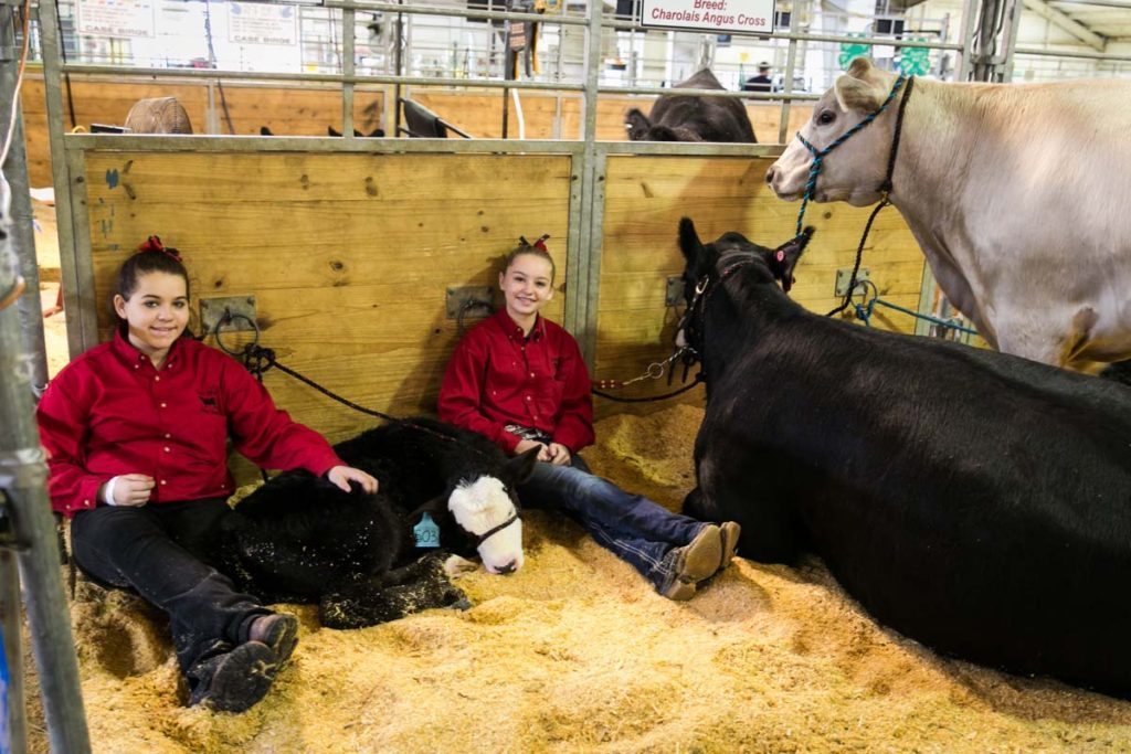 Cattle and their young caretakers at the Florida State Fair, photographed by NYC photojournalist, Kelly Williams