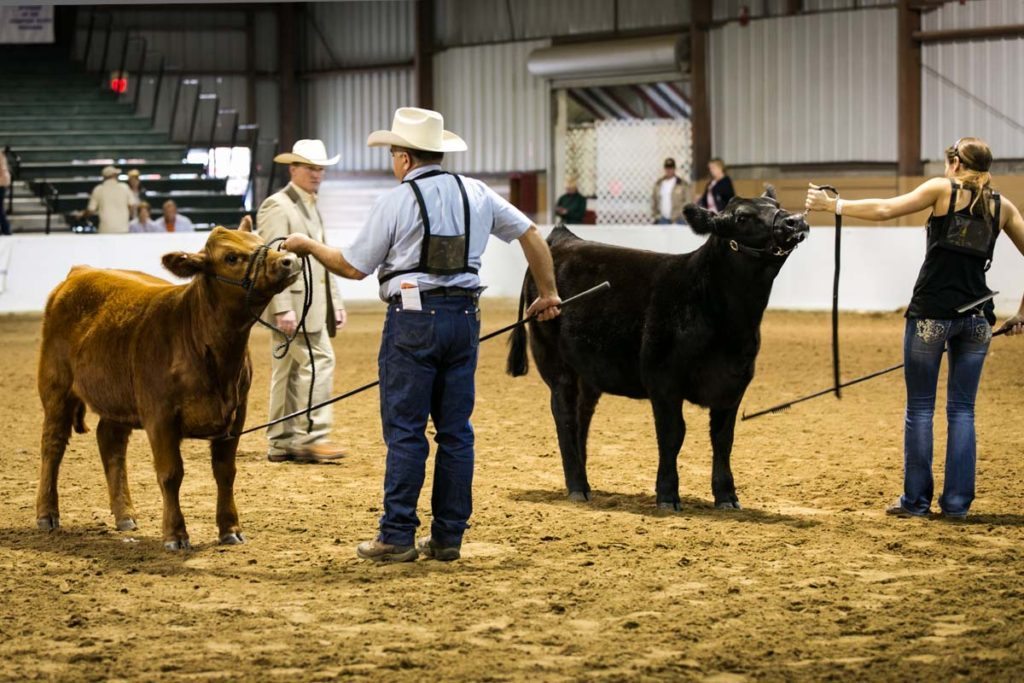 A cattle competition at the Florida State Fair, photographed by NYC photojournalist, Kelly Williams