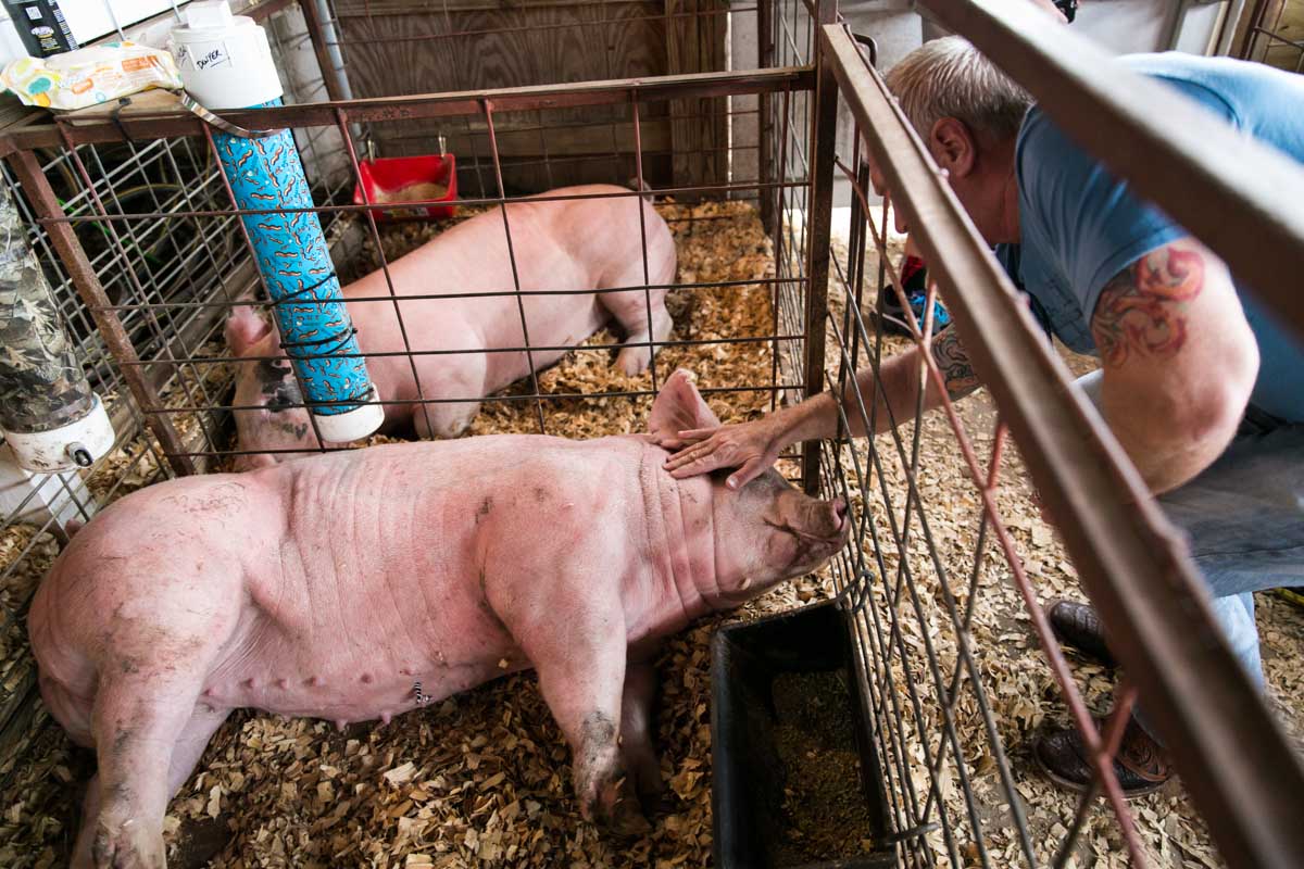 Livestock on display at the Pasco County Fair, by NYC photojournalist, Kelly Williams