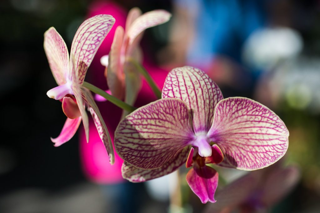 Orchids for sale at the Wat Mongkolratanaram, photographed by NYC photojournalist, Kelly Williams