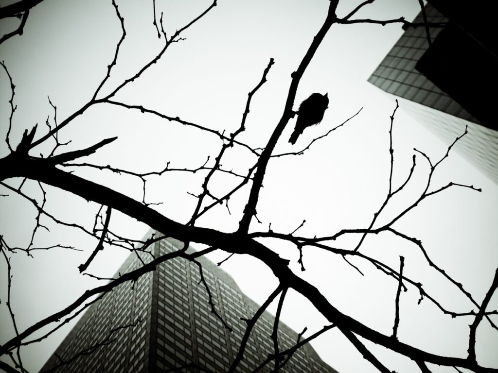 Skyscraper bird, by NYC photographer, Kelly Williams