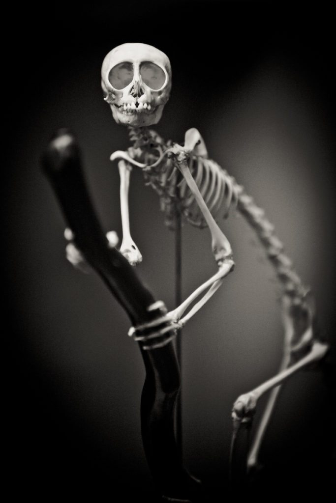 Monkey skeleton portrait, by NYC photographer, Kelly Williams
