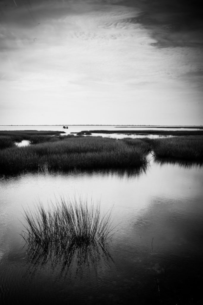 Chincoteague Island landscape, by NYC photographer, Kelly Williams