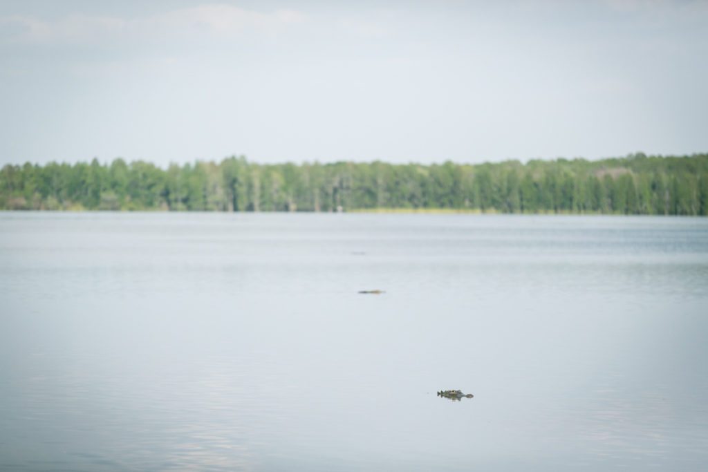 Alligators at the Circle B Bar Reserve by NYC photographer, Kelly Williams