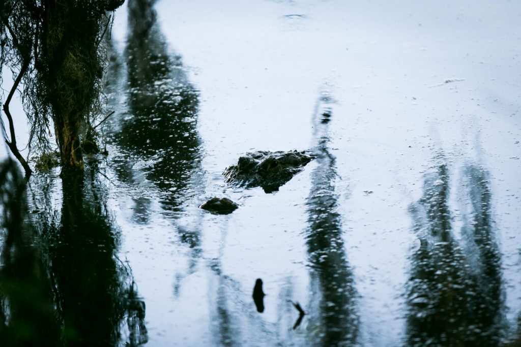 Alligators at the Circle B Bar Reserve by NYC photographer, Kelly Williams