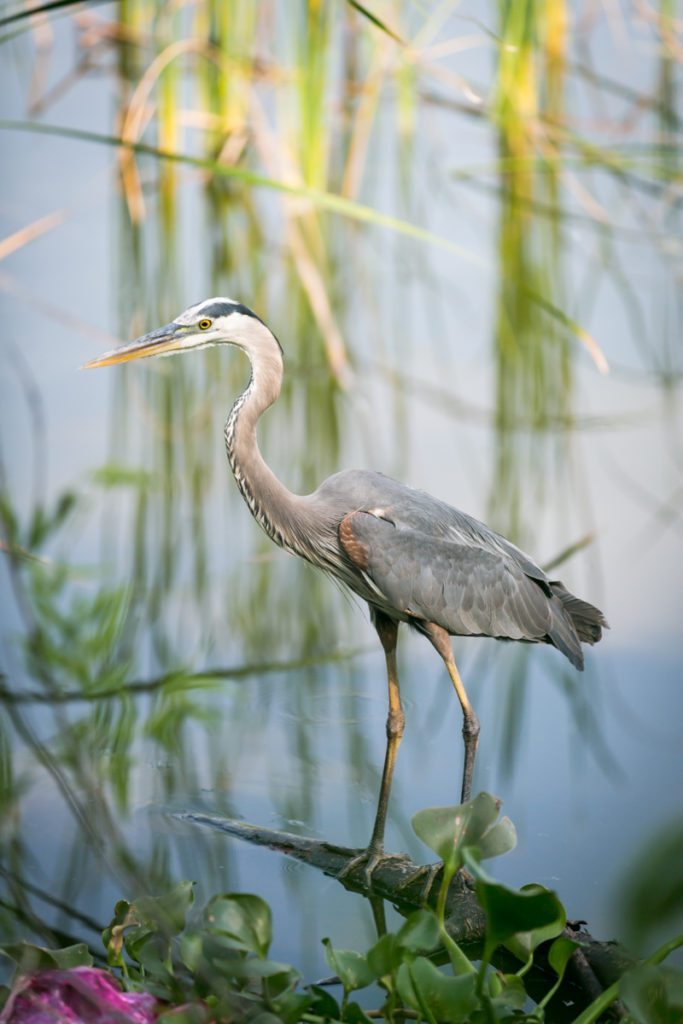 Bird at the Circle B Bar Reserve by NYC photographer, Kelly Williams