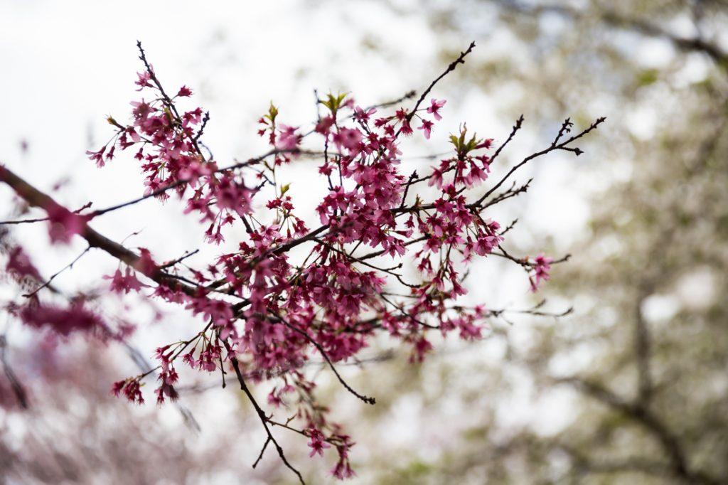 Cherry Blossoms in Queens Kelly Williams, Photographer