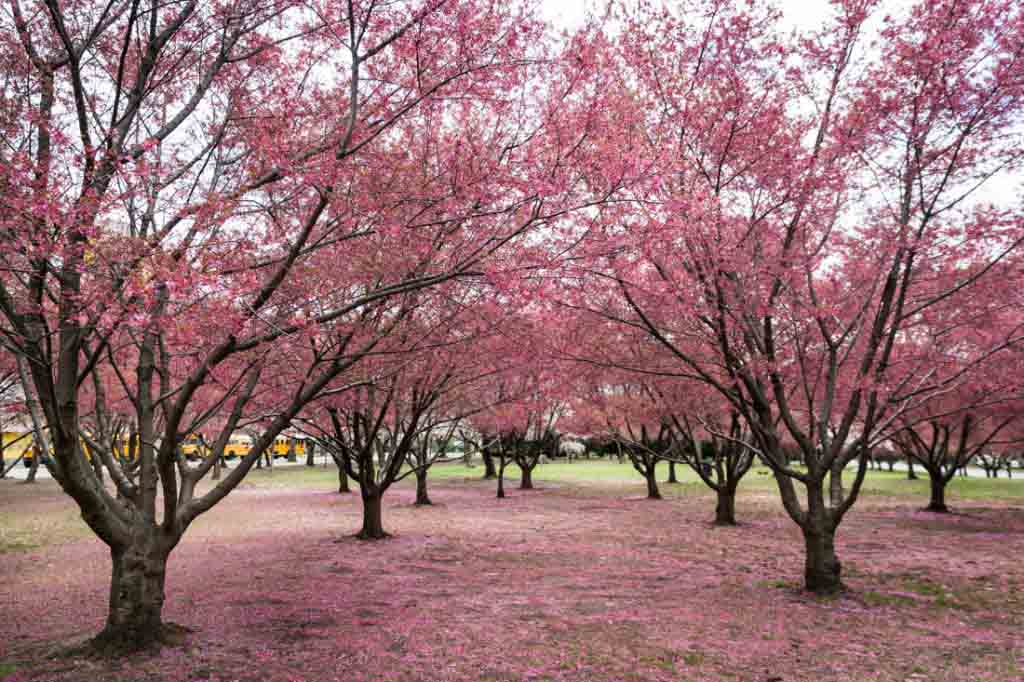 Cherry Blossoms in Queens Kelly Williams, Photographer