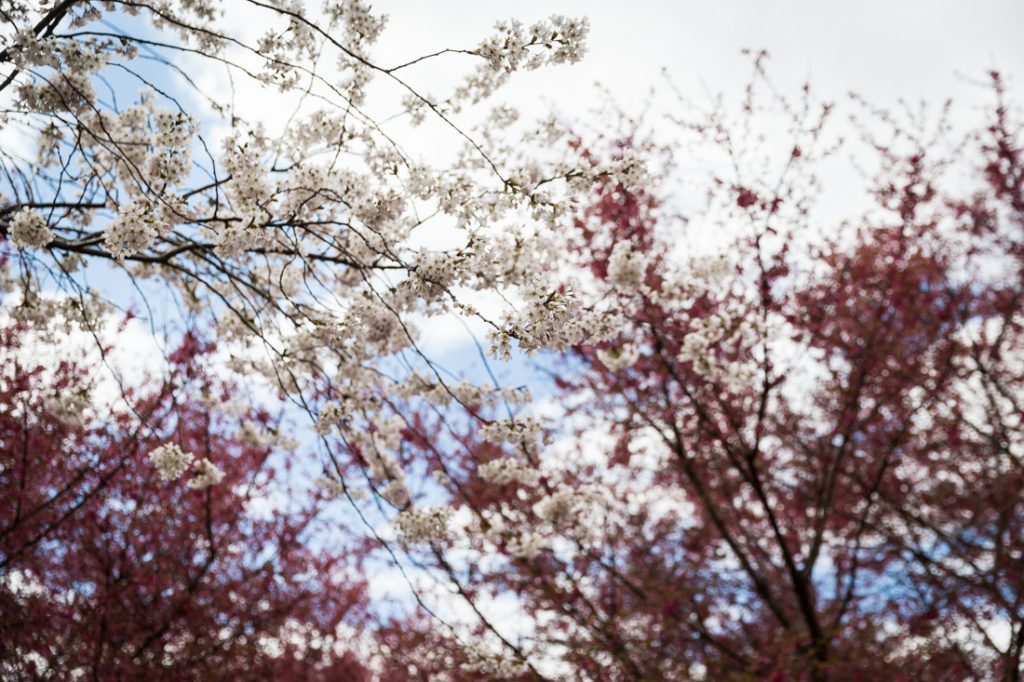 Cherry Blossoms in Queens Kelly Williams, Photographer