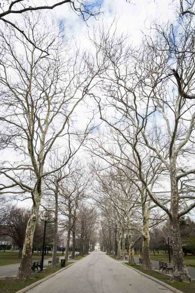 Cherry Blossoms in Queens Kelly Williams, Photographer