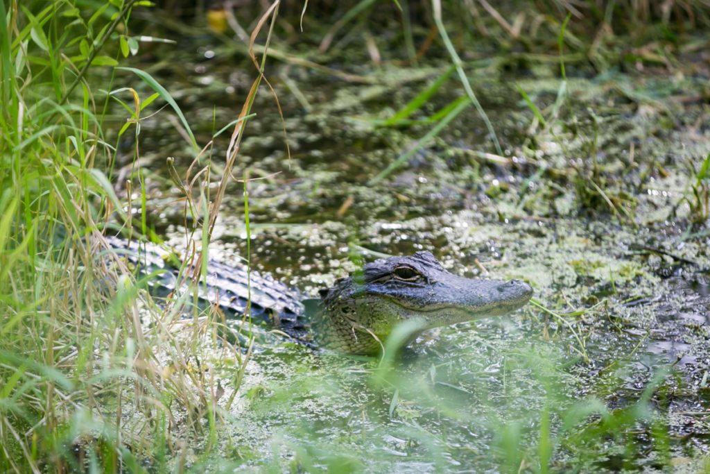 Alligators at the Circle B Bar Reserve by NYC photographer, Kelly Williams
